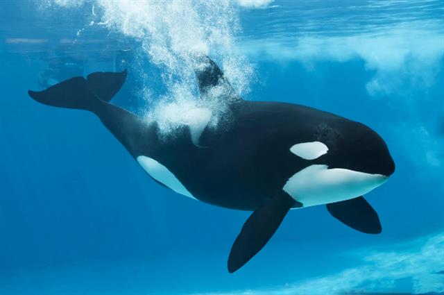 Nexus 6 - Shamu