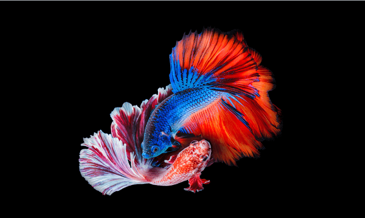 Màu đen tuyệt đối Màu đen tuyệt đối