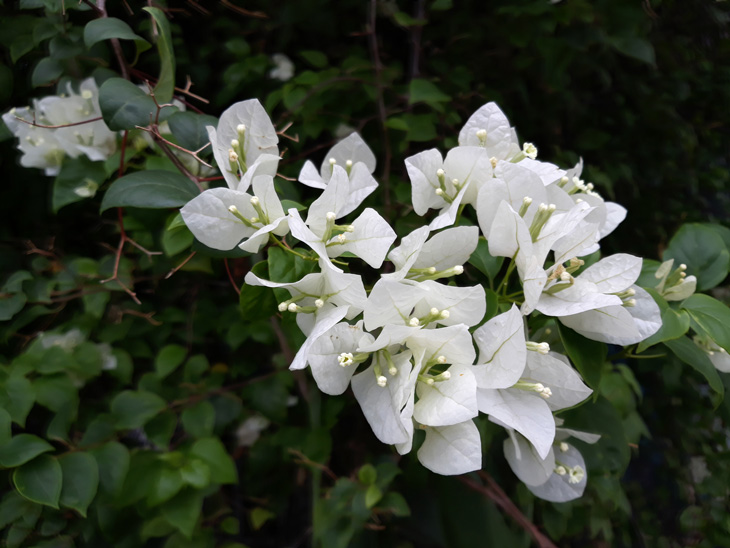 Đánh giá camera Samsung J7 Pro: khẩu độ f1.7 chụp ảnh đẹp không? Đánh giá camera Samsung J7 Pro: khẩu độ f1.7 chụp ảnh đẹp không?