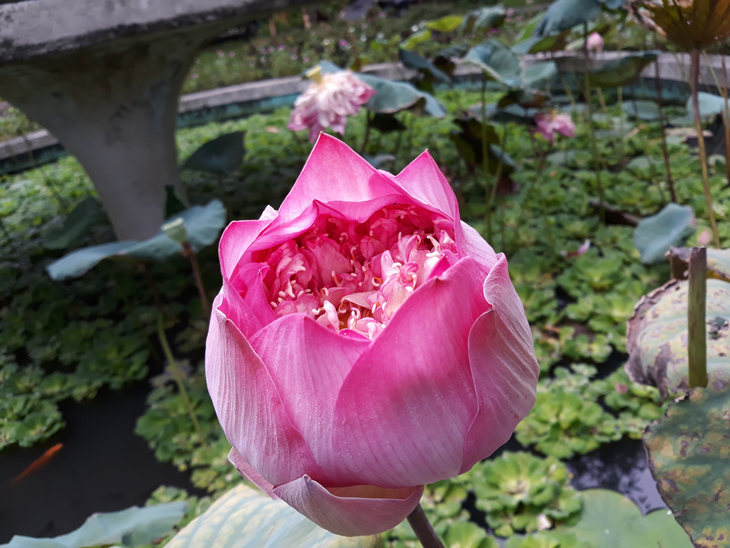 Đánh giá camera Samsung J7 Pro: khẩu độ f1.7 chụp ảnh đẹp không? Đánh giá camera Samsung J7 Pro: khẩu độ f1.7 chụp ảnh đẹp không?